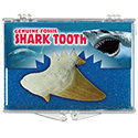 Genuine Fossil - Shark Tooth Educational Box