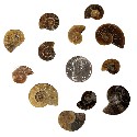 Fossil Ammonite Halves