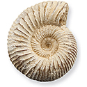 Natural Ammonite Fossil - Large