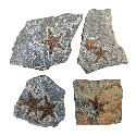 Starfish Fossil in Matrix