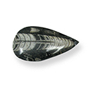 Orthoceras Fossil - Medium