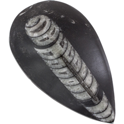 Orthoceras Fossil - XL