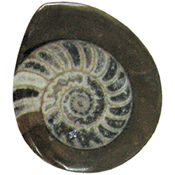 Ammonite Button Fossil - Small