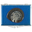 Ammonite Button Fossil Educational Box