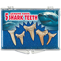 Shark Teeth Boxes