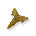 Fossil Shark Teeth 3/4"