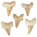 Fossil Shark Teeth 1" - B Quality