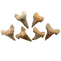 Fossil Shark Tooth 1-1/4