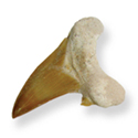 Fossil Shark Tooth 1-1/4" - 2"