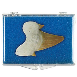 Fossil Shark Tooth Educational Box