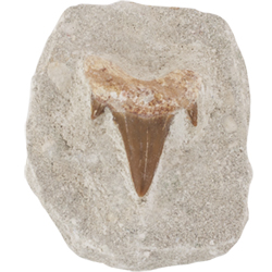 Shark Tooth on Matrix - Small