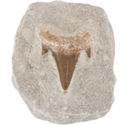 Sharks Tooth on Matrix