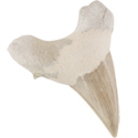 Fossil Shark Tooth, XL
