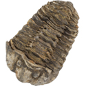 Calymine Trilobite Fossil