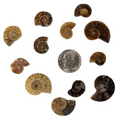 Fossil Ammonite Halves