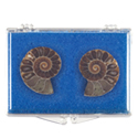 Fossil Ammonite Matched Halves