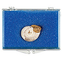 Natural Ammonite Fossil Educational Box