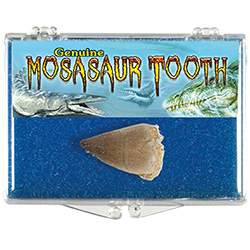 Fossil Mosasaur Tooth Educational Box