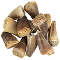 Mosasaur Teeth - Large