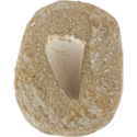 Mosasaur Tooth on Matrix