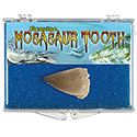 Fossil Mosasaur Tooth Educational Box