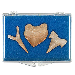 Fossil Shark Teeth Educational Box