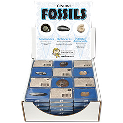 Fossil Assortment Display Pack 3