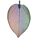 Leaf Aura Jewelry