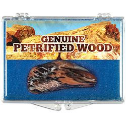 Petrified Wood Educational Box