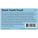 Fossil Shark Tooth Information Card