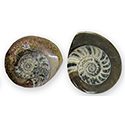 Ammonite Fossil Magnet